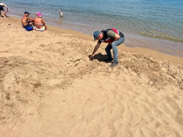 Las tortugas siguen prefiriendo las playas de Dénia: primer avistamiento de la temporada 1 Imagen: Primer avistamiento de tortugas de la temporada en playas de Dénia