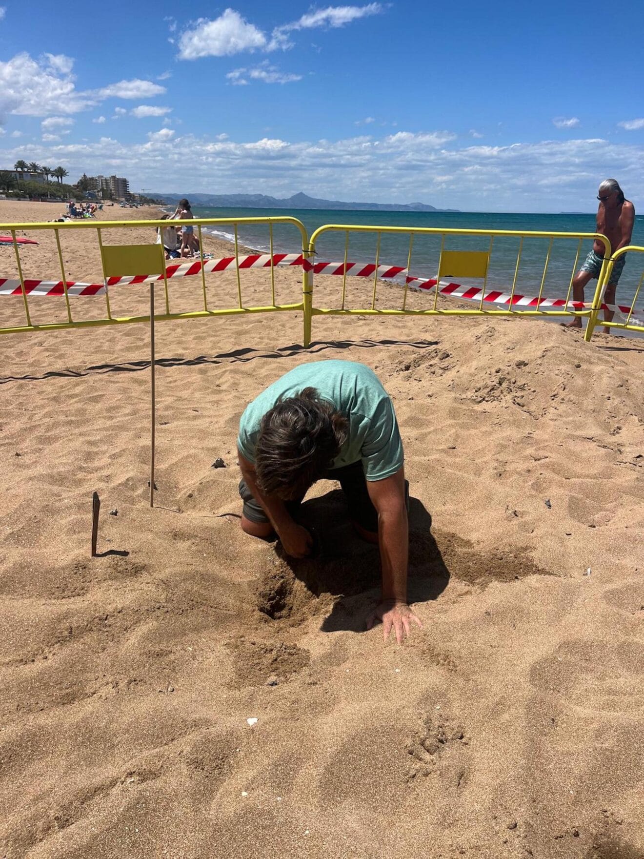 Primer avistamiento de tortugas de la temporada en playas de Dénia 7