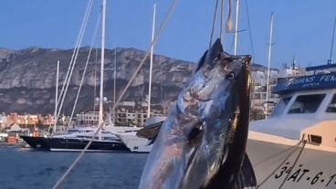 atun rojo en el puerto de denia