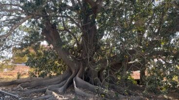 El imponente ficus que crece en Dénia desde hace más de un siglo