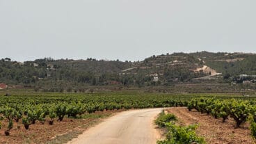 el pai de lliber uit de weelderige wijnvelden van de gemeente