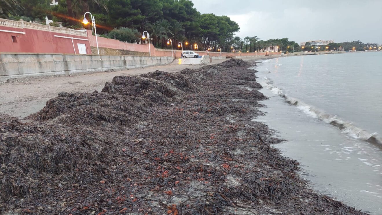 Muro de posidonia durante el invierno en la playa Marineta Cassiana de Dénia