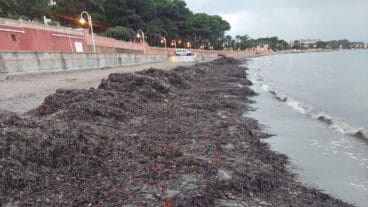 muro de posidonia durante el invierno en la playa marineta cassiana de denia