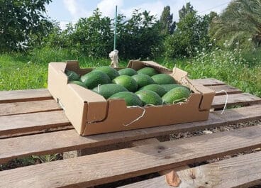 Aguacates de Sergio