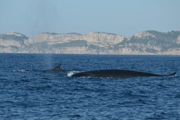 avistamiento de ballenas en denia upv miteco 1