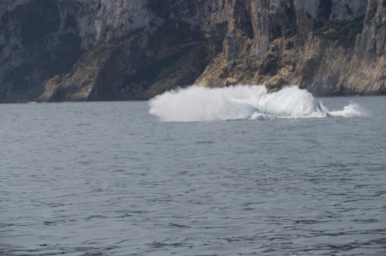 Avistamiento de ballenas en Dénia | UPV, Miteco 2