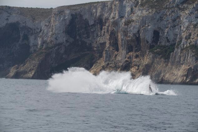 Imagen: Rorcuales desde Dénia a Xàbia | UPV, Miteco