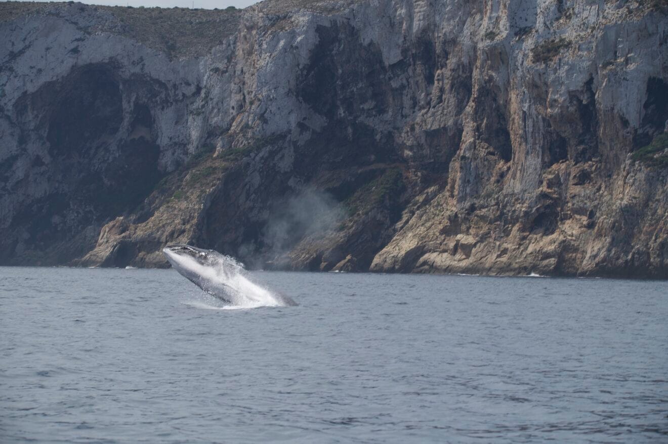 Ballena sobre el agua | UPV, Miteco