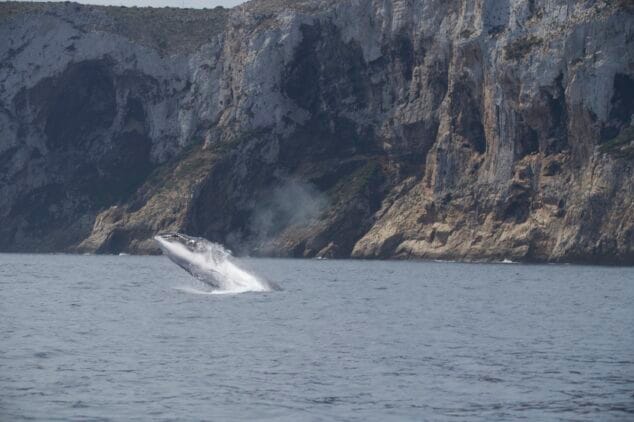 Imagen: Ballena sobre el agua | UPV, Miteco