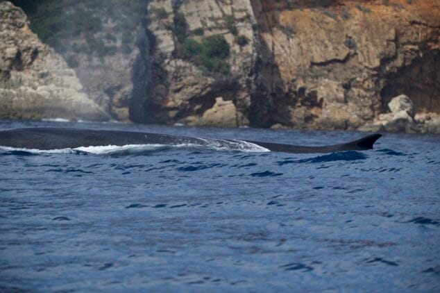 avistamiento de ballenas en denia upv miteco 5