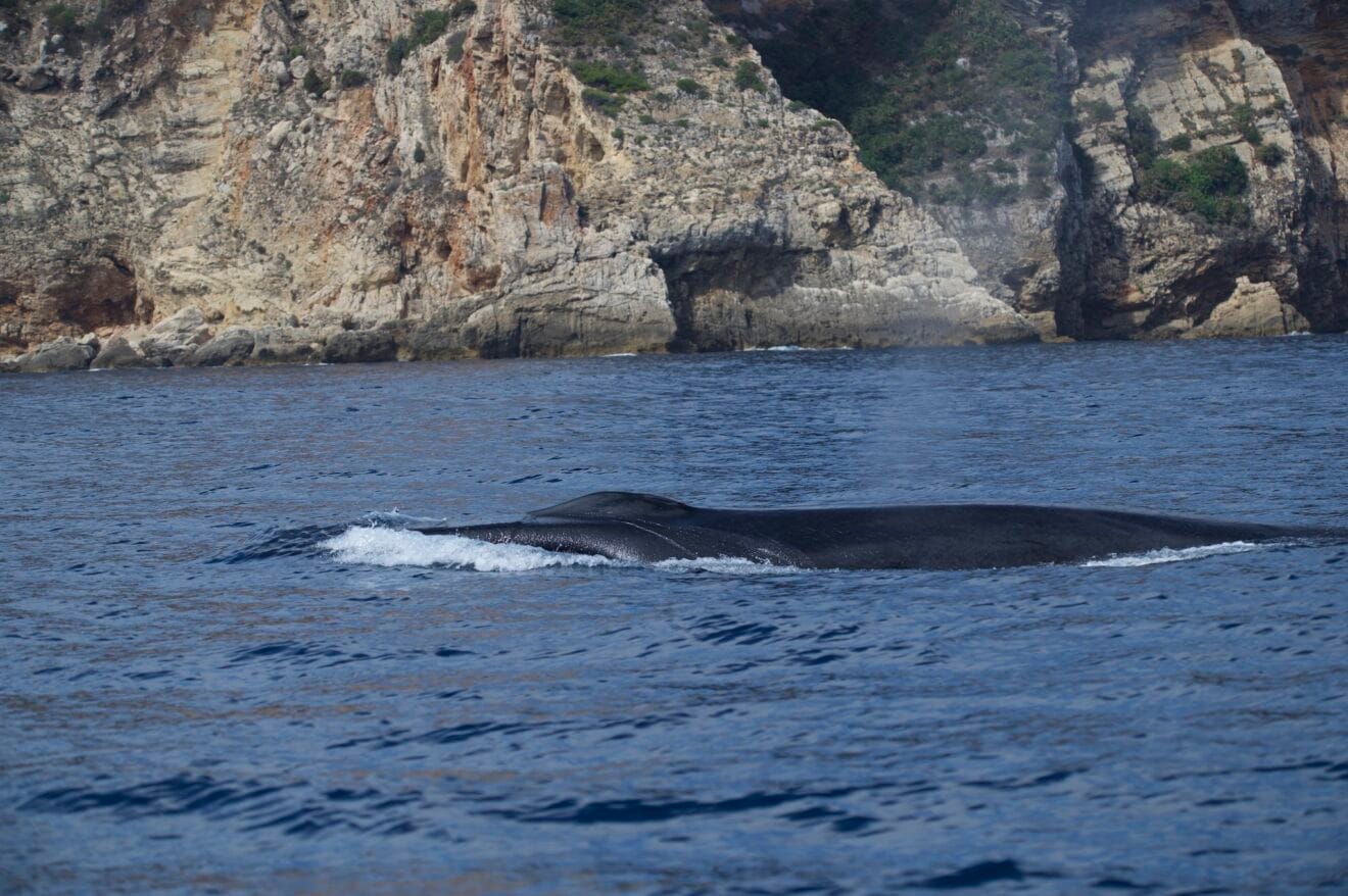 Avistamiento de ballenas en Dénia | UPV, Miteco 6