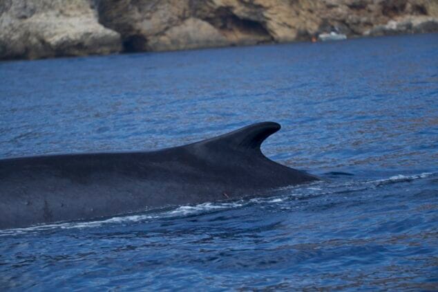 avistamiento de ballenas en denia upv miteco 7
