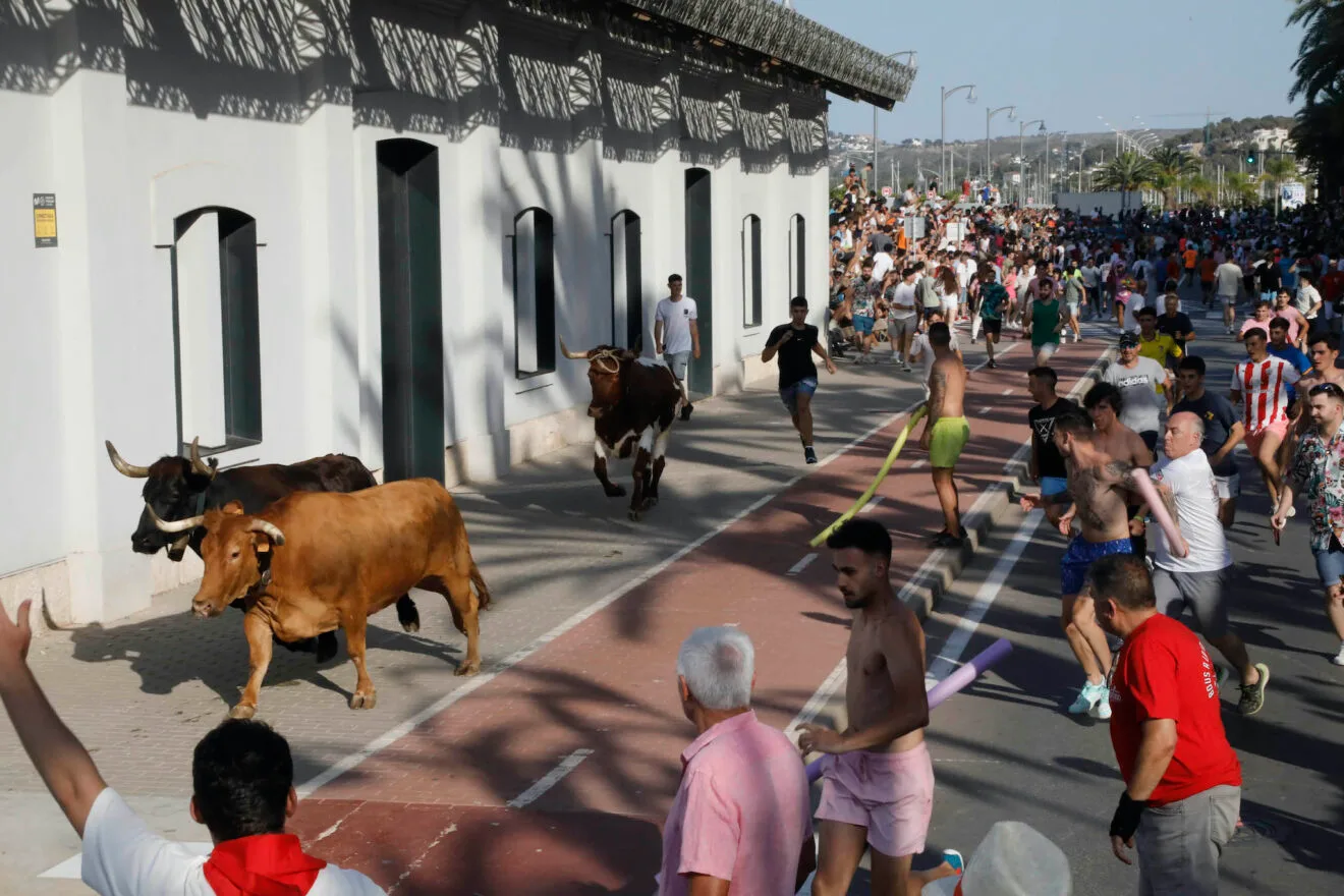 Entrada de Bous a la Mar de Dénia de 2024 21