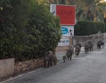 jabalies paseando por les rotes dest