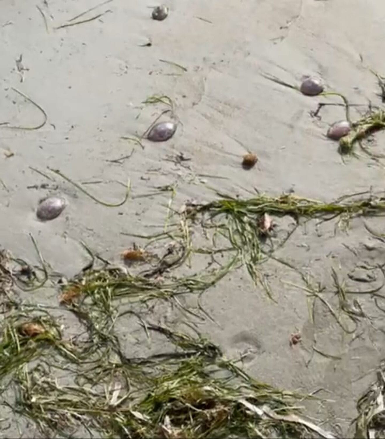 Medusas en la costa dianense. Ayuntamiento de Dénia.
