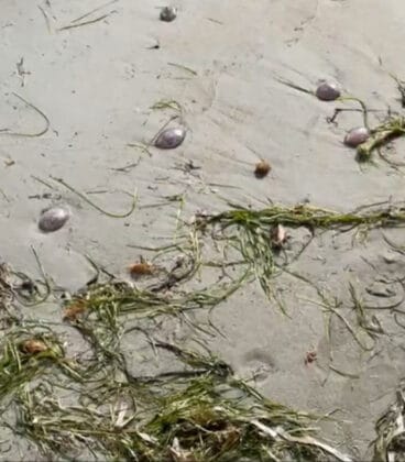 Medusas en la costa dianense. Ayuntamiento de Dénia.