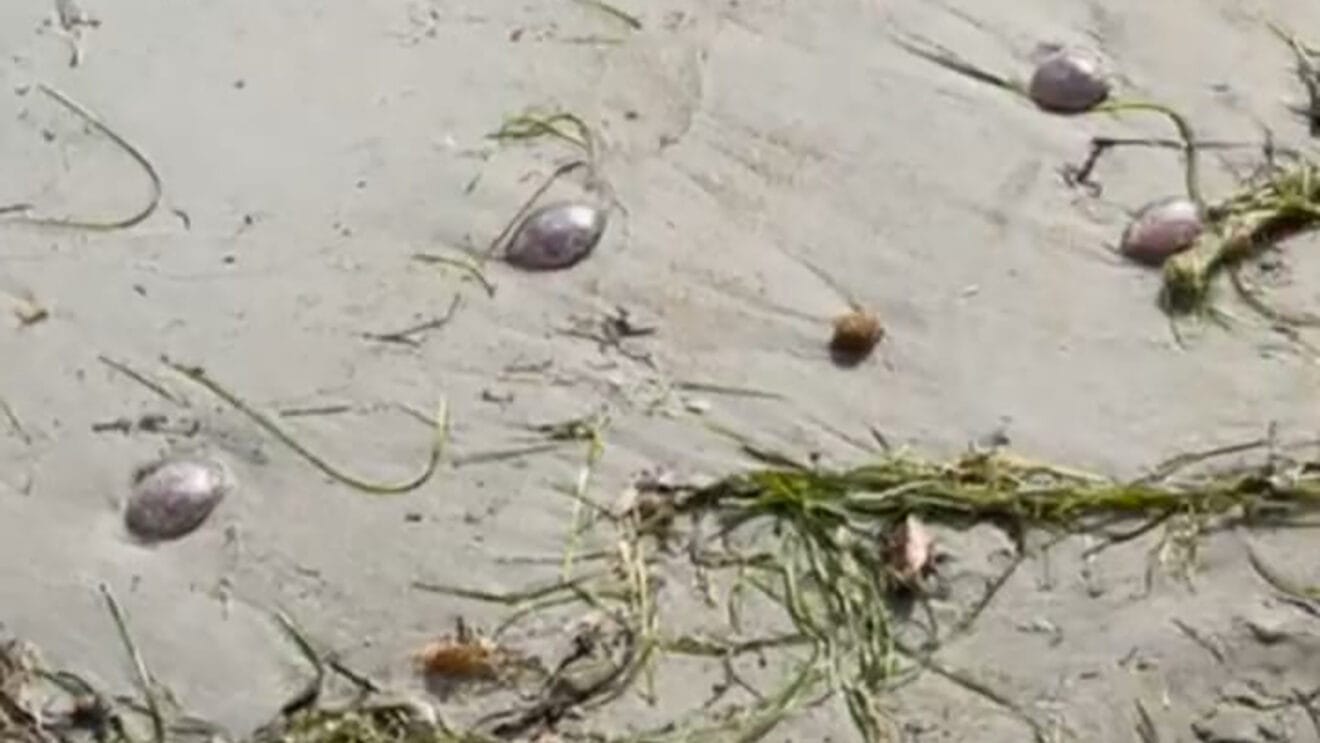 Medusas en la costa dianense. Ayuntamiento de Dénia. dest
