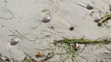 Medusas en la costa dianense. Ayuntamiento de Dénia. dest