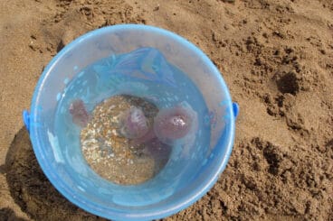 Medusas en Les Marines