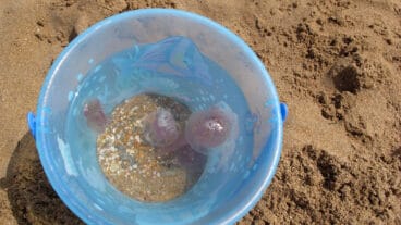 medusas en les marines dest