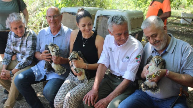 polluelos de aguilas pescadoras dest