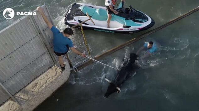 toro intentando escapar es devuelto a la fuerza al espectaculo pacma