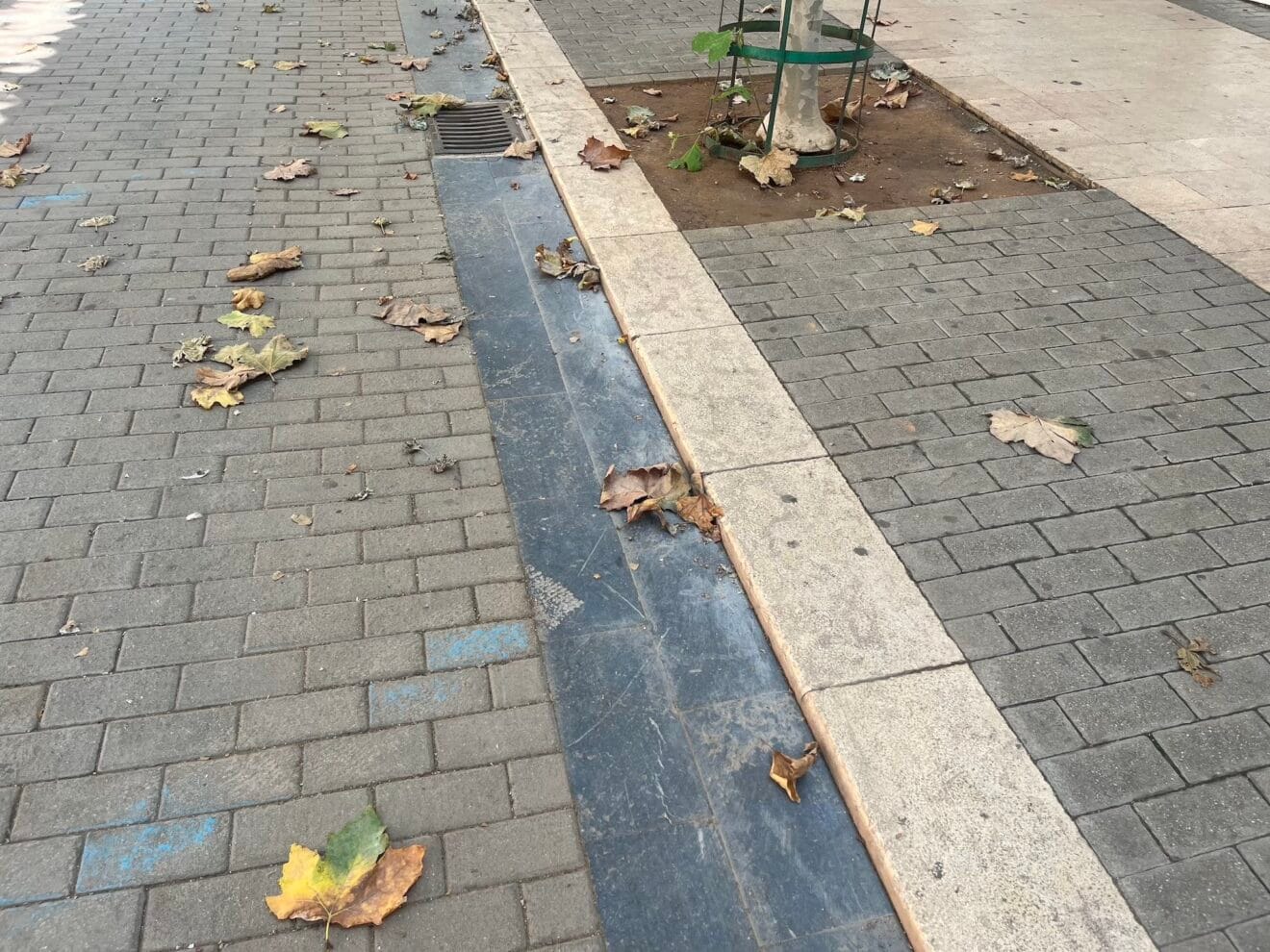 Hojas en el suelo de Dénia
