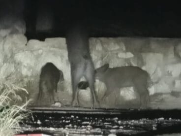 jabalies agrupados en una de las viviendas