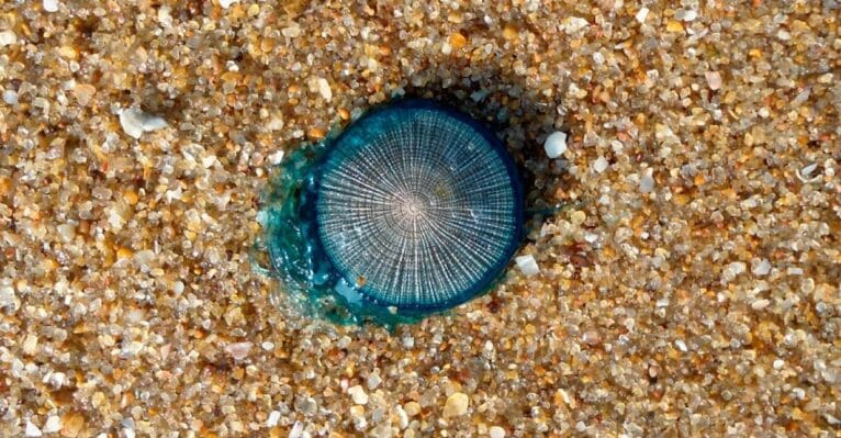 Medusa botón azul