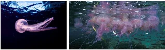 Imagen: Medusa clavel