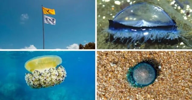 medusas de denia