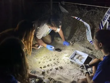 Nacimiento de tortugas en una playa de Dénia1