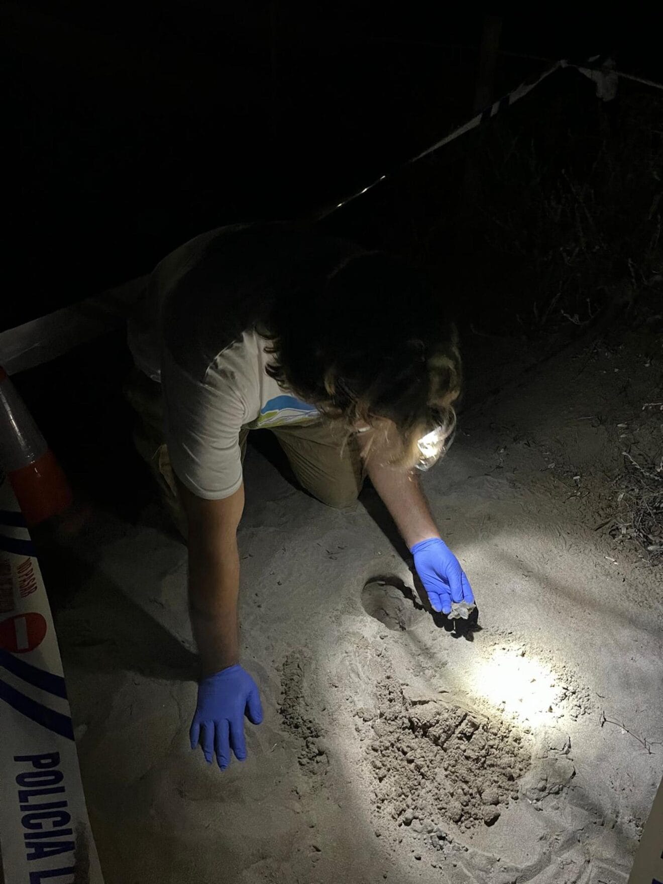 Nacimiento de tortugas en una playa de Dénia10