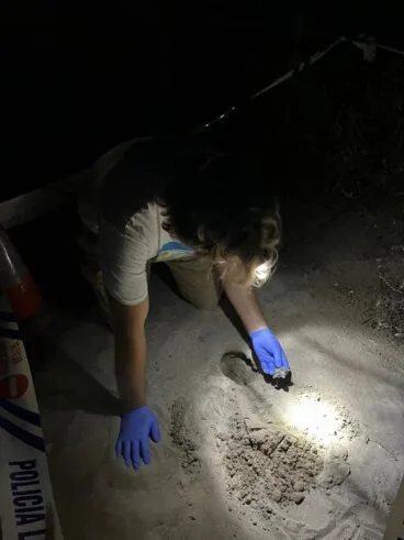 Nacimiento de tortugas en una playa de Dénia10