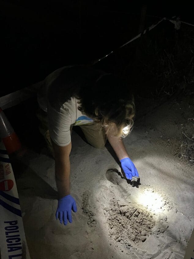nacimiento de tortugas en una playa de denia10