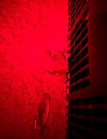Nacimiento de tortugas en una playa de Dénia11