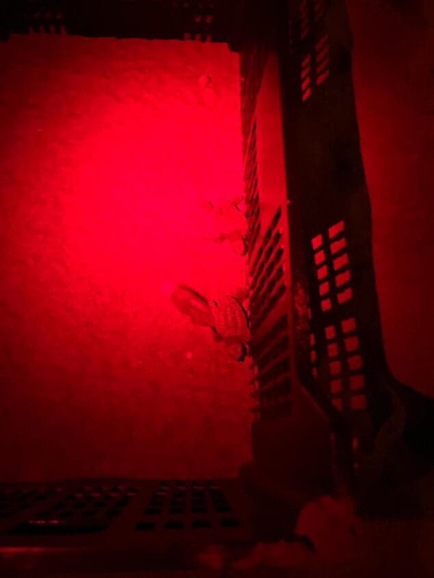 nacimiento de tortugas en una playa de denia12