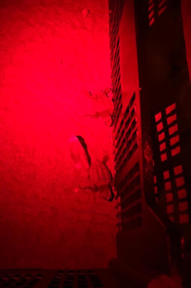 nacimiento de tortugas en una playa de denia13