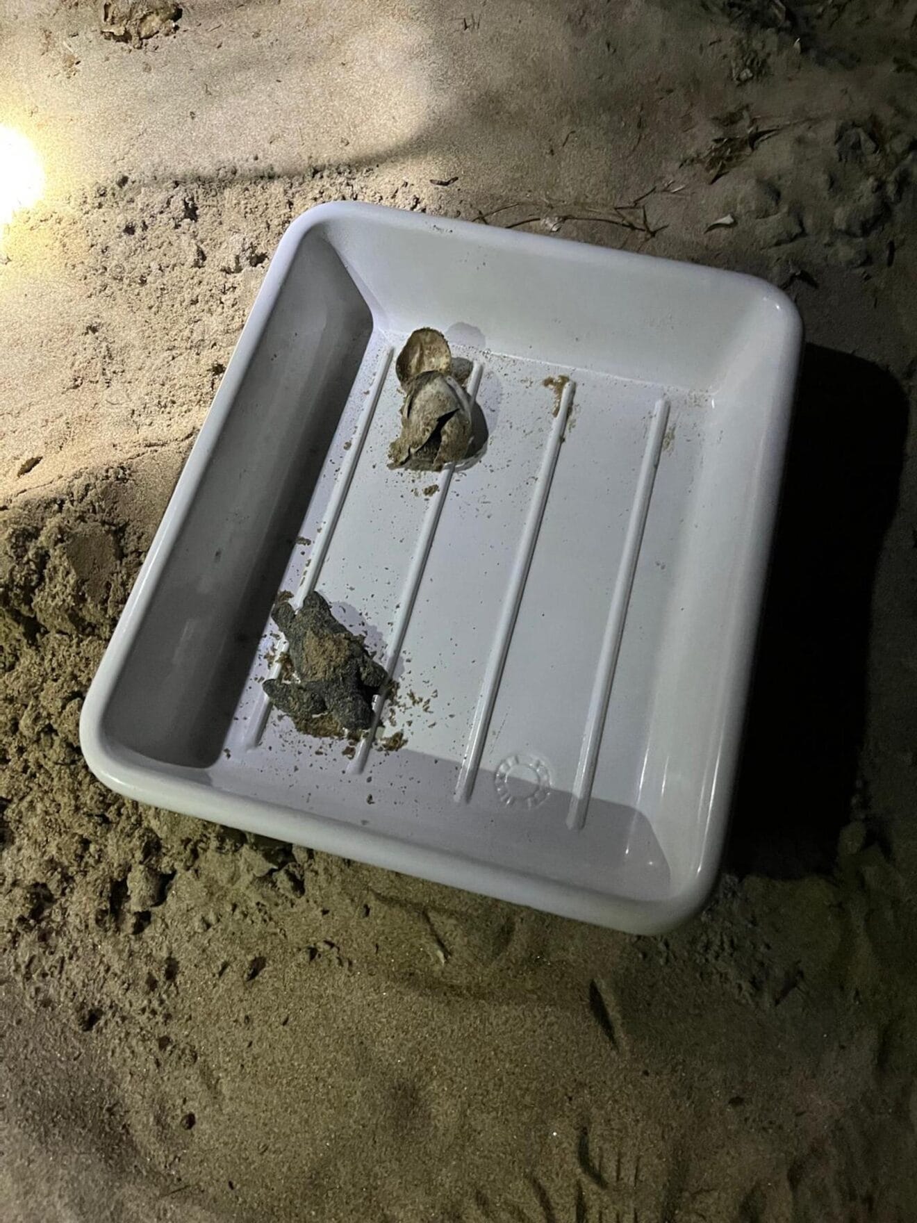 Nacimiento de tortugas en una playa de Dénia2