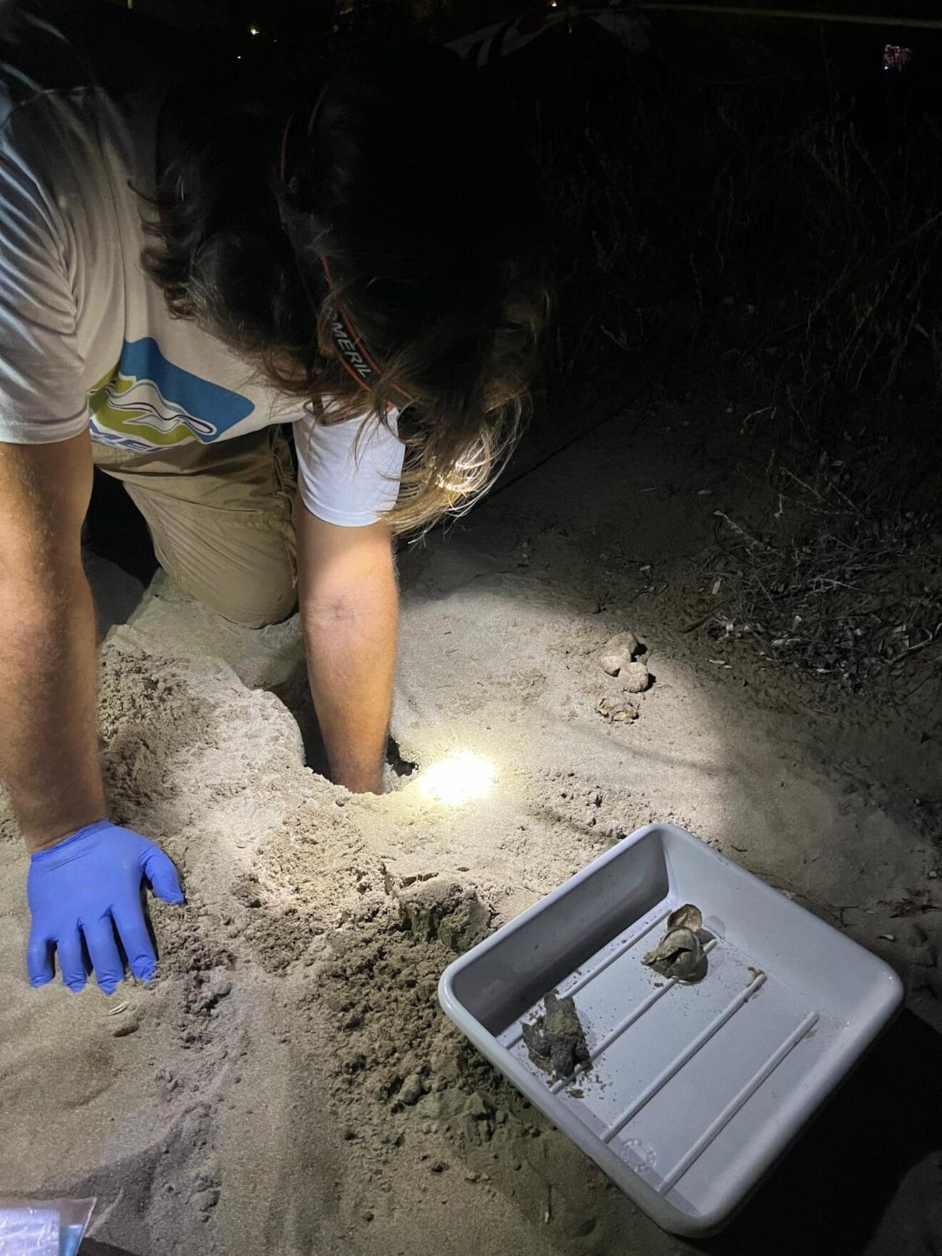 Nacimiento de tortugas en una playa de Dénia3