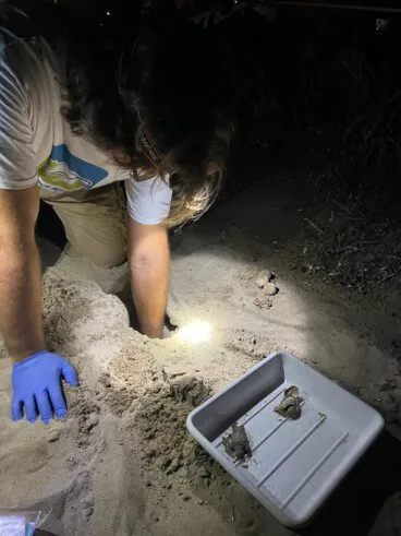 Nacimiento de tortugas en una playa de Dénia3