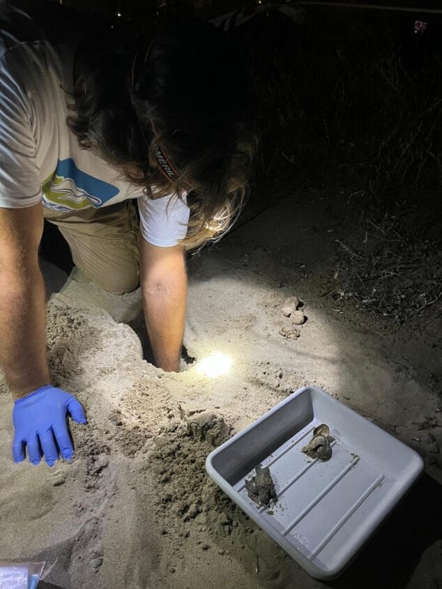 nacimiento de tortugas en una playa de denia3