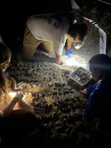 Nacimiento de tortugas en una playa de Dénia4