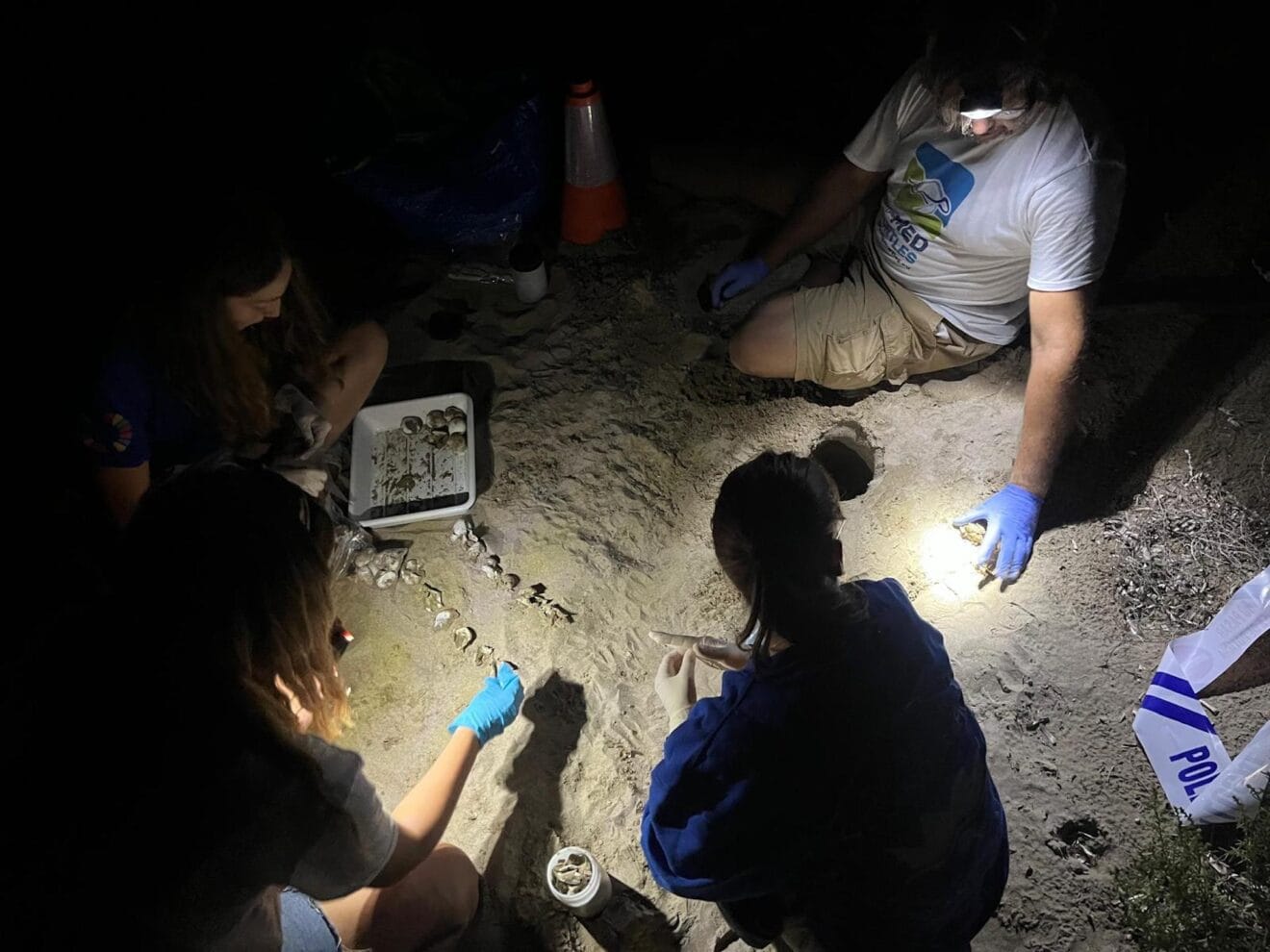 Nacimiento de tortugas en una playa de Dénia5