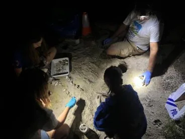 Nacimiento de tortugas en una playa de Dénia5
