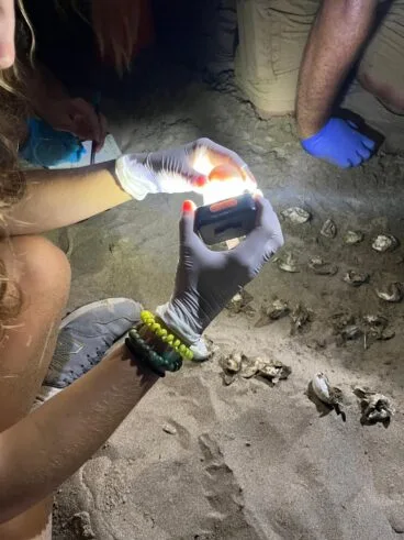 Nacimiento de tortugas en una playa de Dénia6