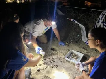 Nacimiento de tortugas en una playa de Dénia7