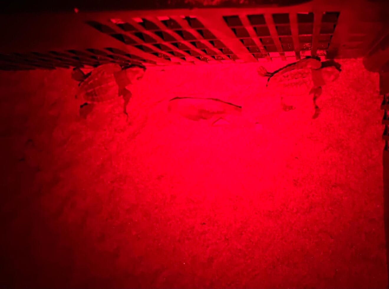 Nacimiento de tortugas en una playa de Dénia