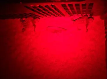 Nacimiento de tortugas en una playa de Dénia