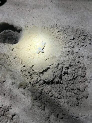Nacimiento de tortugas en una playa de Dénia9